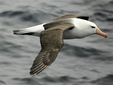 Pictures Of Albatrosses