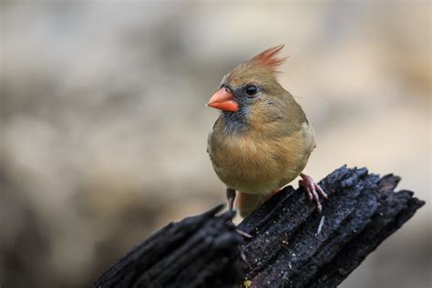 Lady Cardinal T Kahler Photography