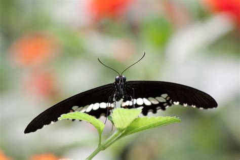 Papilio Polytes Patrick Silvestri Flickr