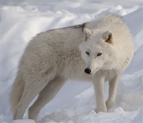 Save Our Nature Wildlife Wolves Of The World