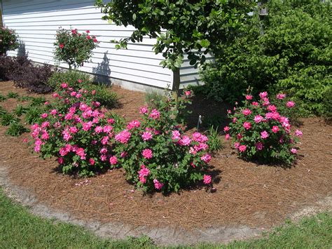 Double Knockout Roses Front Yard Landscaping Landscaping Ideas Yard