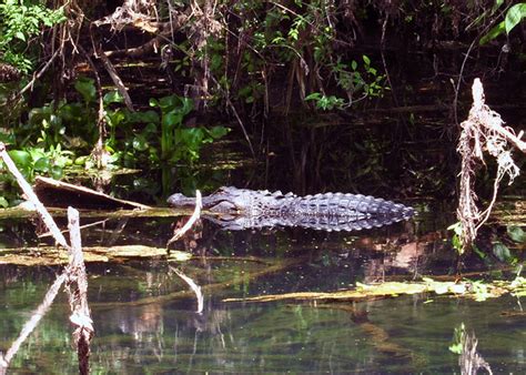 5 Places In Florida To View Alligators In Their Natural Habitat Sheknows