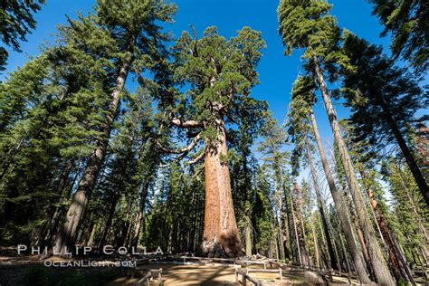 The Grizzly Giant Sequoia Tree In Yosemite Mariposa Grove Free Nude