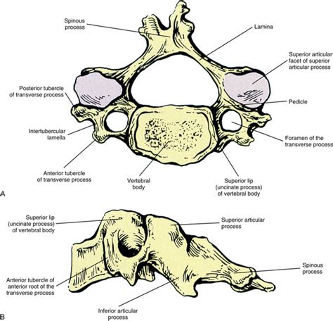Diagram Of Typical Cervical Vertebrae