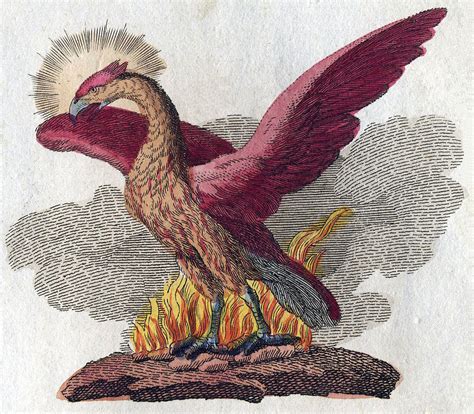 Phoenix Bird Phoenix Bird Mythology New Paint By Numbers Numeral