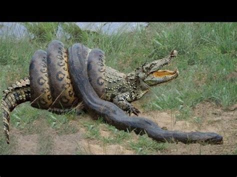 Anacondas Eating Alligators