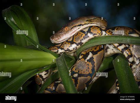 Reticulated Python Malayopython Reticulatus Captive Native To South