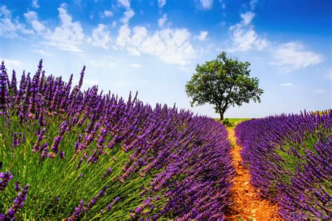 France Provence Summer July The Field Lavender Flower Tree