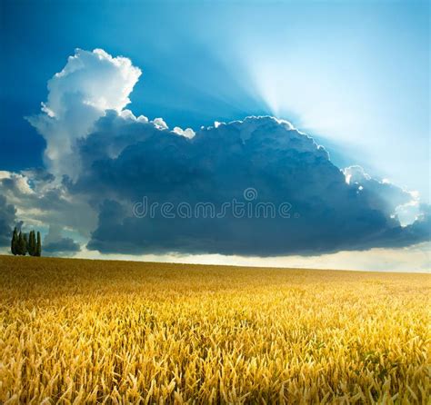 Beautiful Cereals Field In Nature On Sunrise Panoramic Landscape Ears