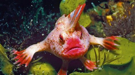 Divers Discover Rare Red Handfish Off Tasmania World The Times