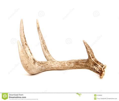 Isolated Deer Antler Stock Image Image Of Rack Deer 2726663