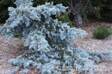 Picea Pungens ‘pendula Weeping Colorado Blue Spruce Водопады Ели
