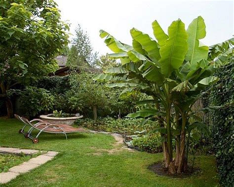 A gardening trowel is needed to plant the seed, by using the seed with the filled plant pot. 10 Hardy Plants That Look Tropical