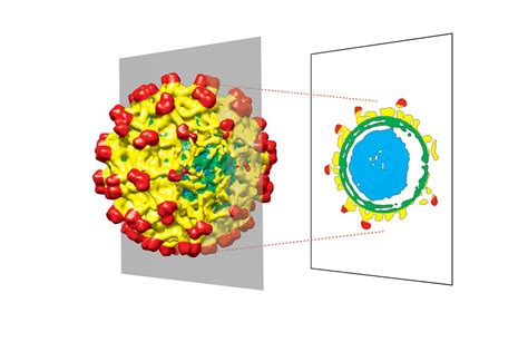 Structures Of Spherical Viruses Arent As Perfect As We Thought