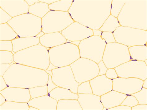 Animal Primary Tissues Openstax Biology 2e