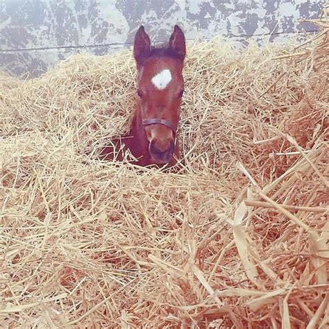 Cutie Hiding In The Hay Horses Beautiful Horses Instagram Captions