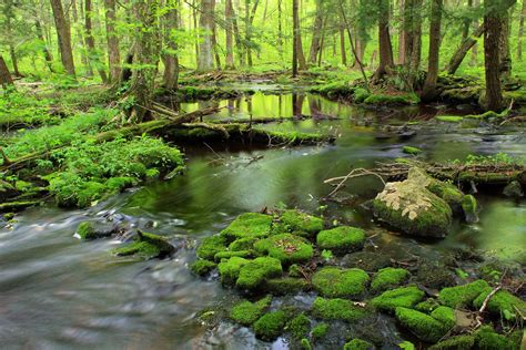 Pond In Green Forest Landscape Photo HD Wallpaper Wallpaper Flare