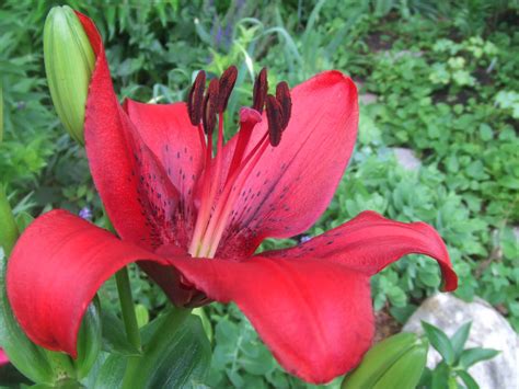 The Suburban Gardener La Lily Original Love