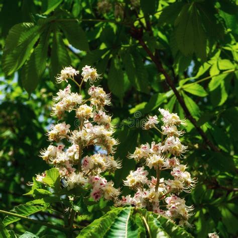 Flowering Chestnut Tree Stock Photo Image Of Botany 70594358
