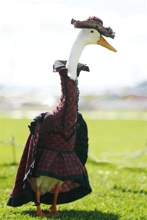 Patos Vestidos De Gente Pets Duck Pet Costumes