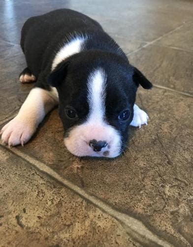 You've probably tried searching for something like; Boston Terrier Puppy for Sale - Adoption, Rescue for Sale in Athens, Wisconsin Classified ...
