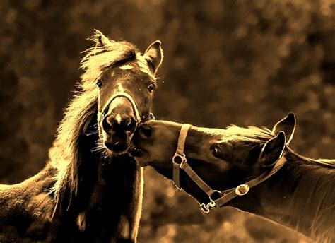 Top 185 Imagenes De Amor A Caballo Destinomexicomx