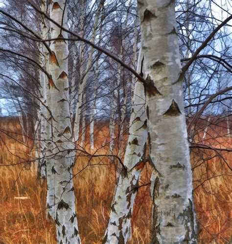 Birch Trees Birch Tree Art White Birch Trees Tree Art