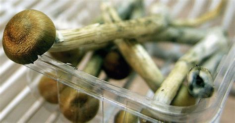 Mushrooms As Drugs All Mushroom Info