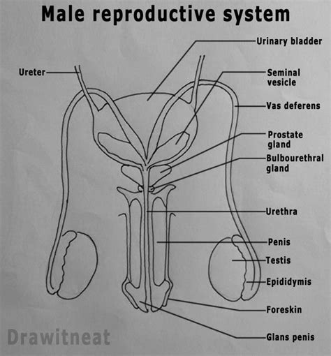 Draw It Neat How To Draw Male Reproductive System Front View App