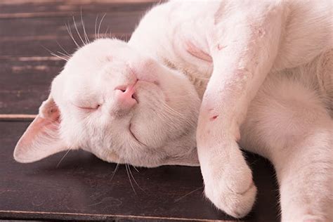 Papulonodular Dermatoses In Cats Symptoms Causes Diagnosis