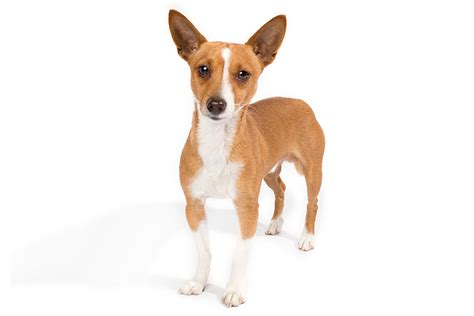 Portuguese Podengo Pequeno Dog Breed Information