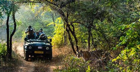 Delhi Excursion De 3 Jours Au Parc National De Ranthambore Avec