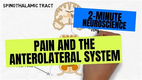 2 Minute Neuroscience Pain And The Anterolateral System Youtube