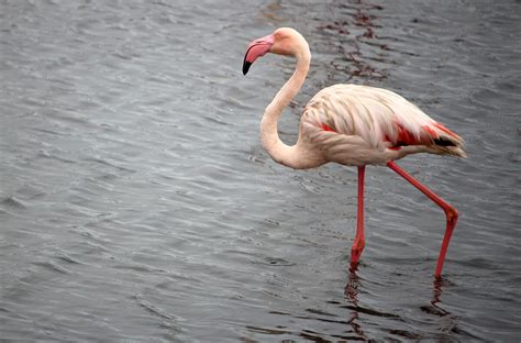 Flamingo San Diego Zoo Animals And Plants