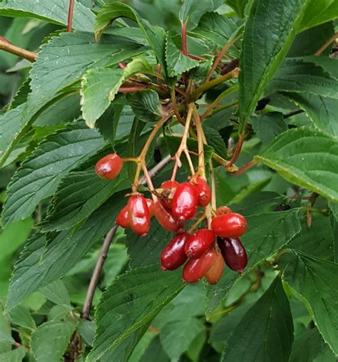 Identification Identify Shrub With Red Berries In Uk Gardening