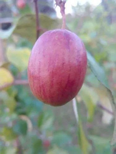 Full Sun Exposure Kashmiri Red Apple Ber Plant For Garden At Rs 80number In Nagaon
