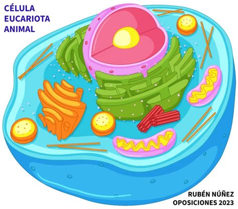 CÉlula Interactiva