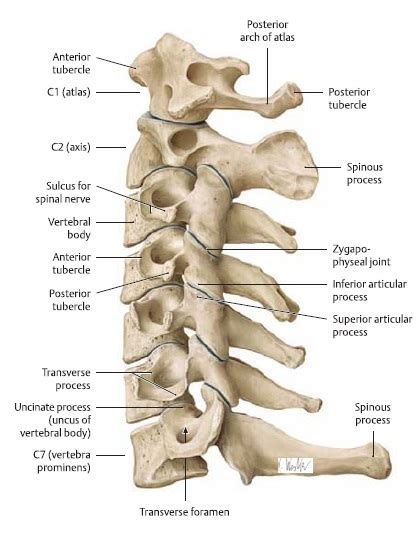 Cervical Instability Physiopedia
