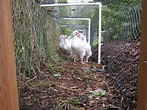 This Amazing DIY CHICKEN RUN is what your backyard needs! — Types of ...
