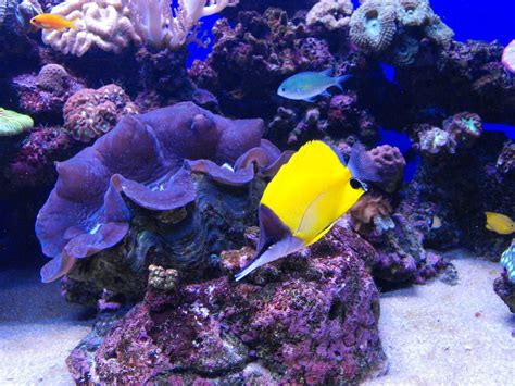 Unterwasserwelt Bild Bunte Unterwasserwelt Zu Palma Aquarium In