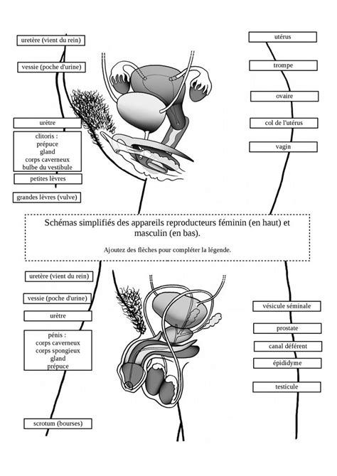 Schéma Appareil Reproducteur Organes Génitaux Svt égalité