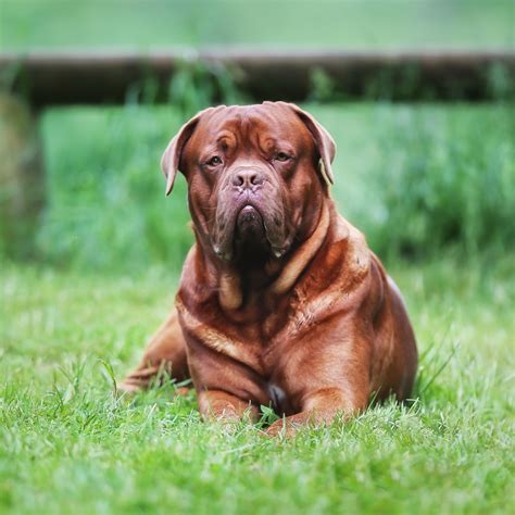 Newest Dog Breeds You've Probably Never Heard Of | Dogs, Dog breeds ...