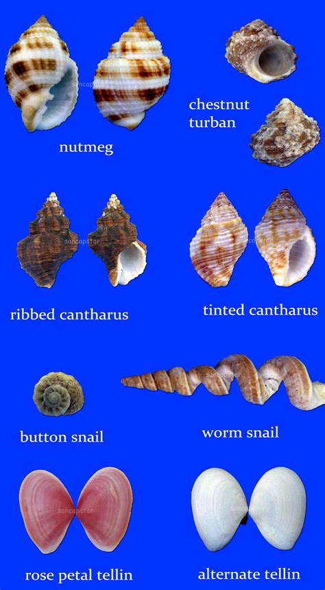 Different Types Of Seashells Pictures Different Types Of Seashells