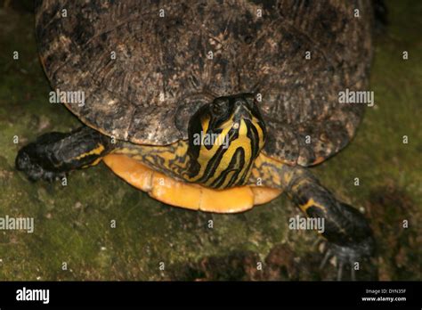 Cumberland Slider Trachemys Scripta Troosti A Semi Aquatic Turtle