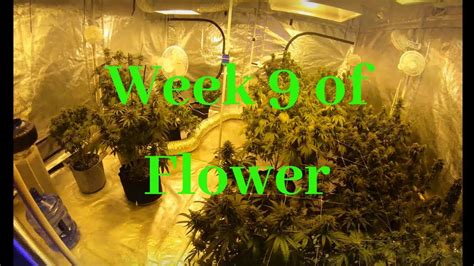 14 Plant Indoor Grow 10x10 Tent Week 9 Of Flower Youtube