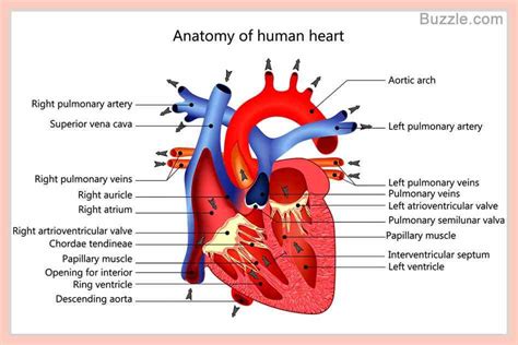 Parts Of The Human Heart And Their Functions