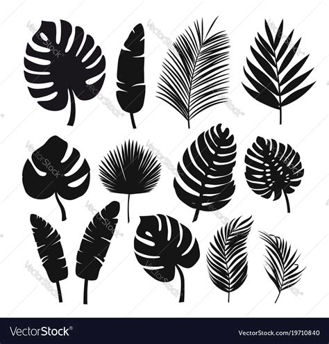 Set Of Black Silhouettes Of Tropical Leaves Palms Vector Image