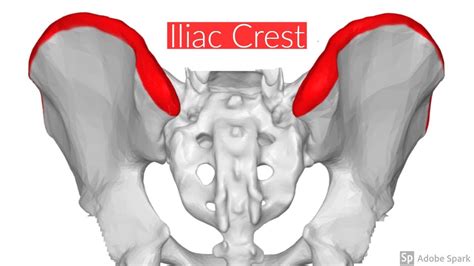Iliac Crest Youtube