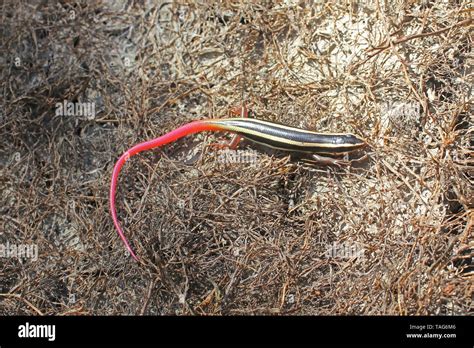 Gilberts Skink Hi Res Stock Photography And Images Alamy