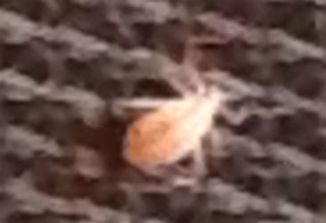 Giant Conifer Aphid Or Bed Bug Whats That Bug